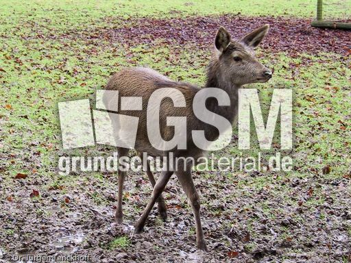 Hirsche (4 von 20).jpg